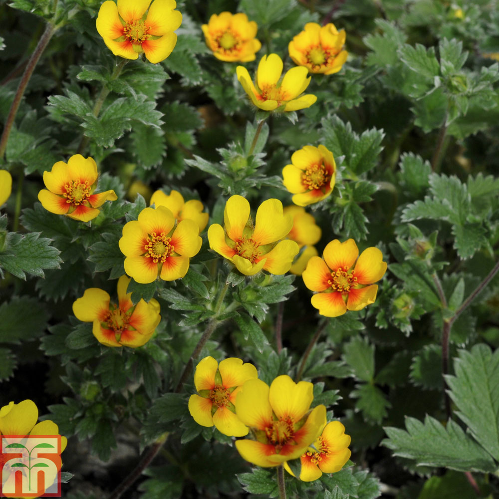 Potentilla atrosanguinea var. argyrophylla Price Comparisons | Compare The Build