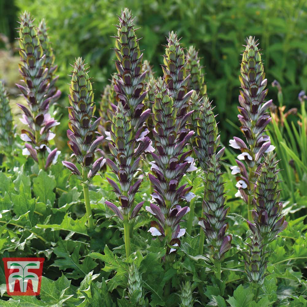 Acanthus mollis Price Comparisons | Compare The Build