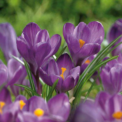 Verve Flower Bulb Price Comparisons | Compare The Build