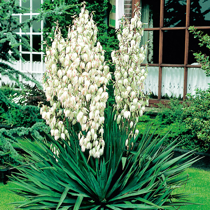 Yucca filamentosa Price Comparisons | Compare The Build