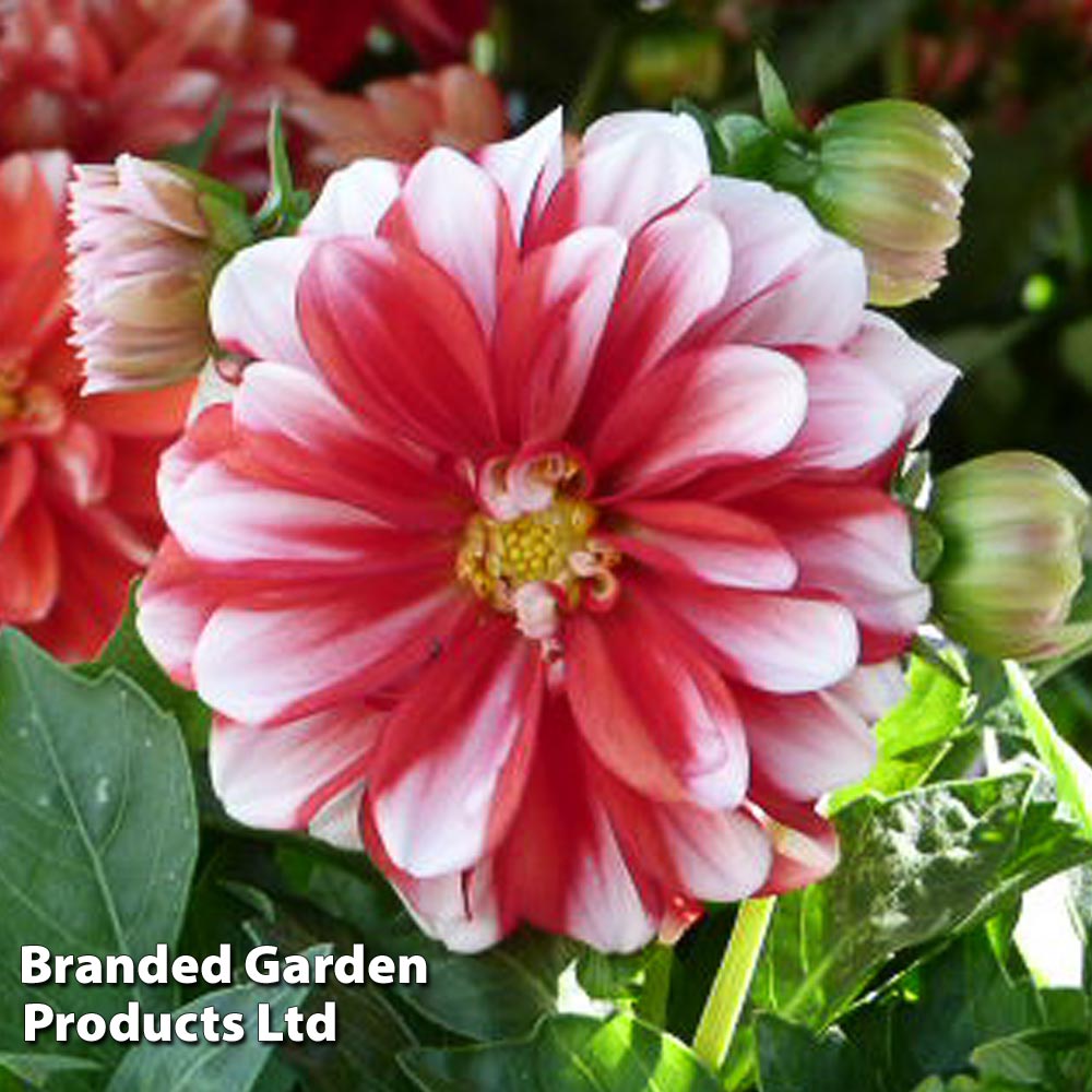 Dahlia 'Lubega Power Red White' Price Comparisons | Compare The Build