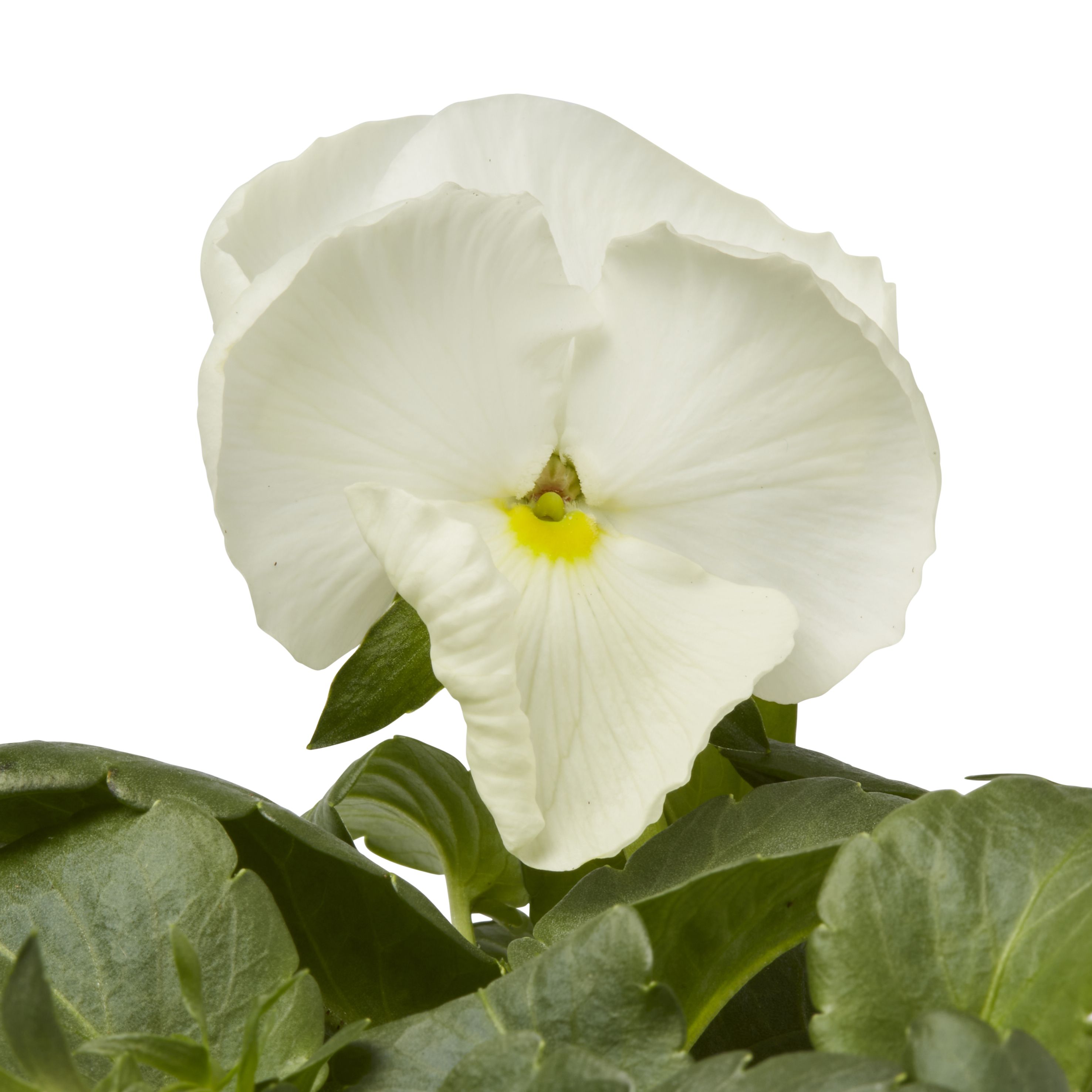 Verve Pansy Pure White Autumn Bedding Plant 10.5Cm, Pack Of 6 Price Comparisons | Compare The Build
