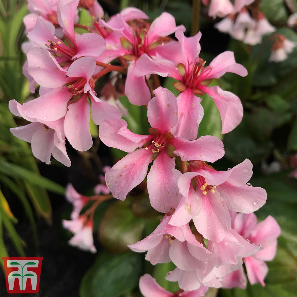 Bergenia 'Pink Ice' Price Comparisons | Compare The Build