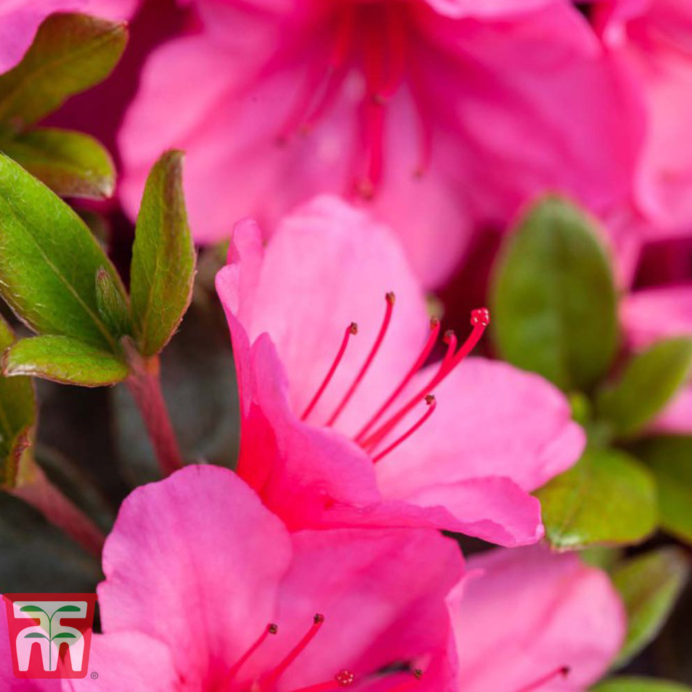 Rhododendron 'Connie' Price Comparisons | Compare The Build
