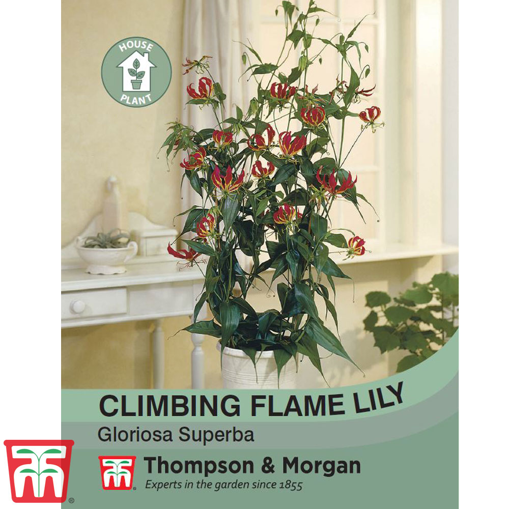 Climbing Flame Lily (House Plant Seeds) Price Comparisons | Compare The Build