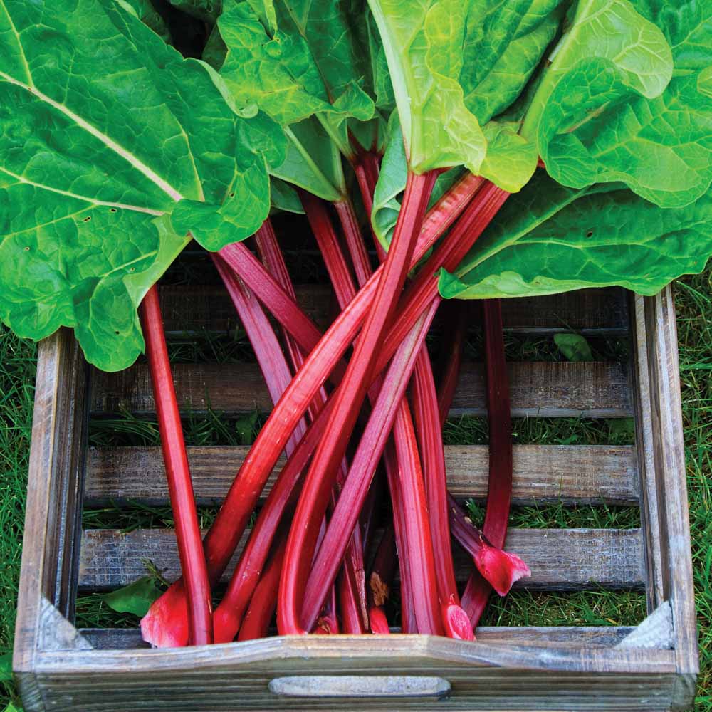 Rhubarb 'Polish Raspberry' (Spring/Autumn Planting) Price Comparisons | Compare The Build