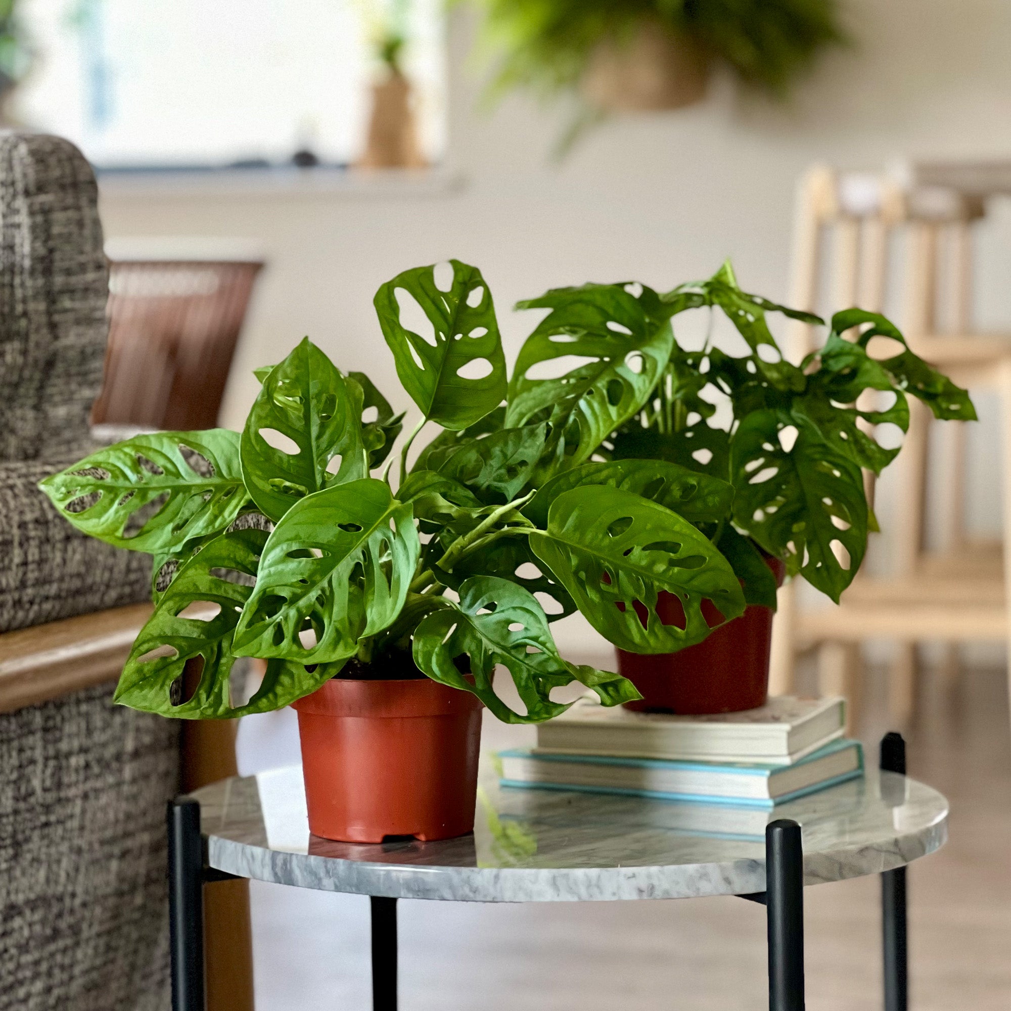 Swiss Cheese Obliqua House Plant Bundle Brown Price Comparisons | Compare The Build