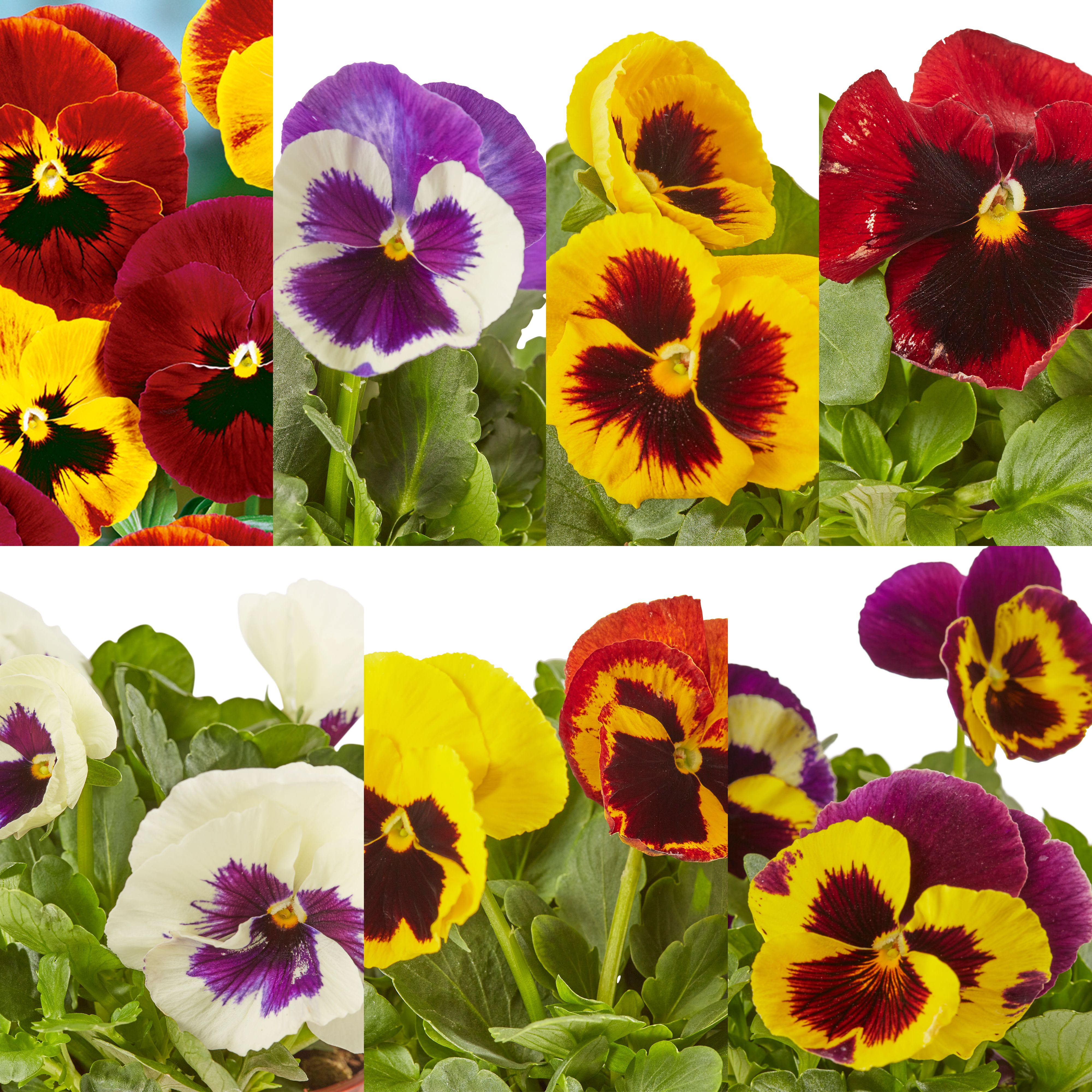 Verve Pansy Mixed Spring Bedding Plant 13Cm, Pack Of 4 Price Comparisons | Compare The Build