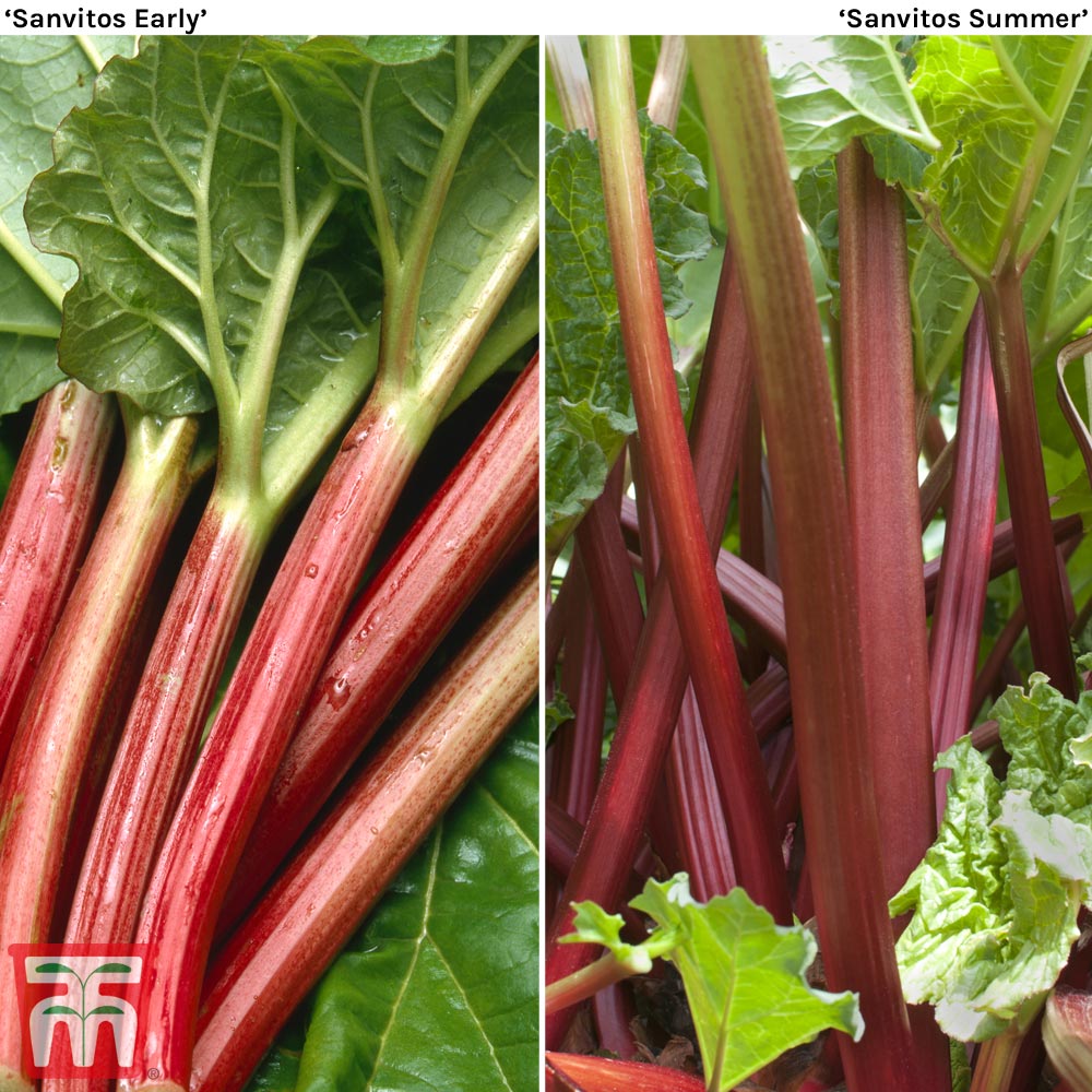 Rhubarb 'Sanvitos&reg;' Duo Price Comparisons | Compare The Build