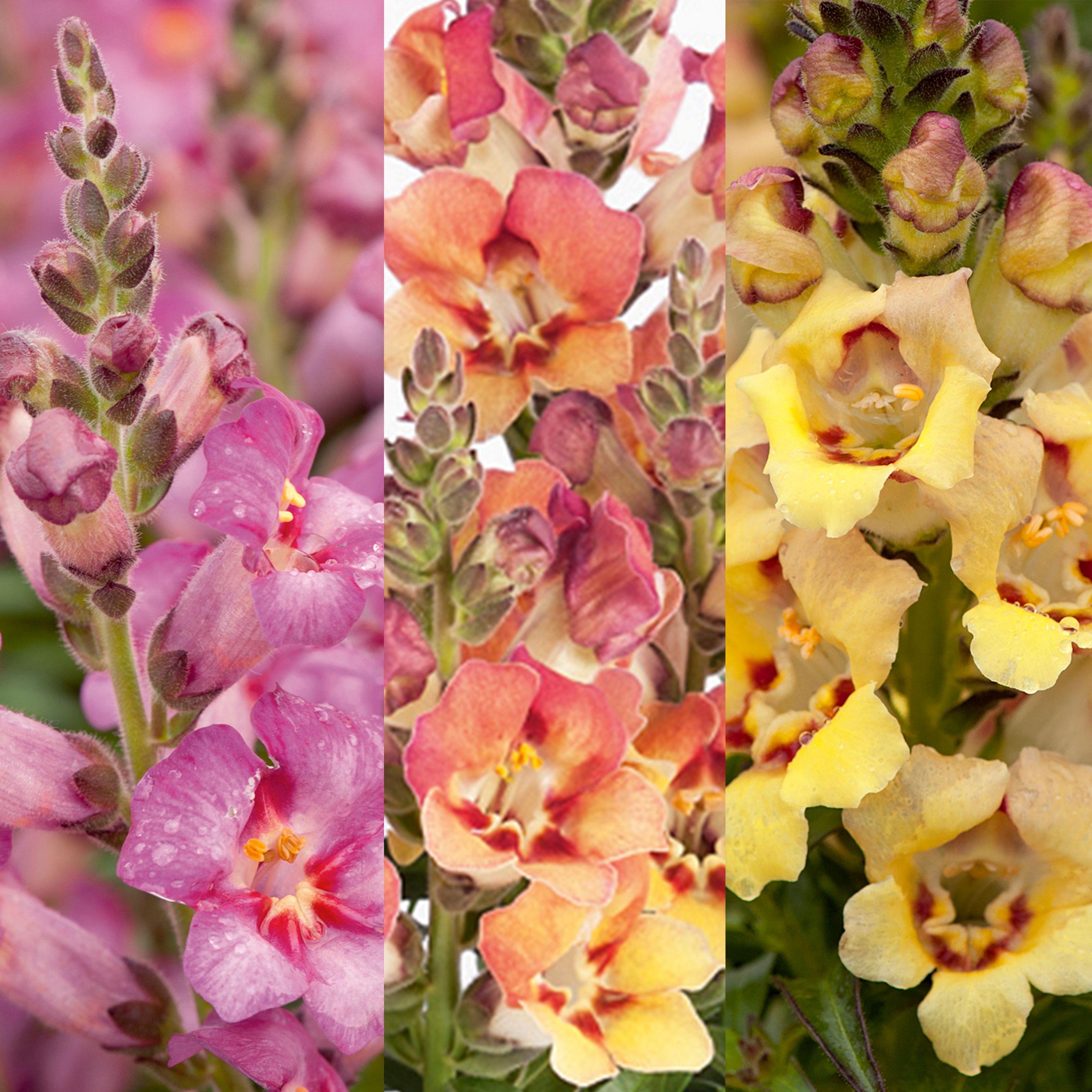 Verve Snapdragon Antirinca Summer Bedding Plant 13Cm, Pack Of 4 Price Comparisons | Compare The Build