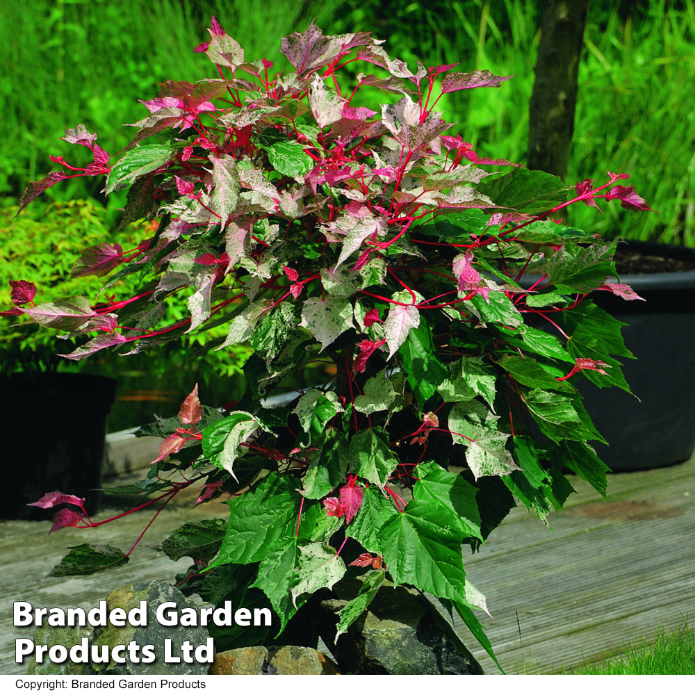 Acer conspicuum 'Red Flamingo' Price Comparisons | Compare The Build