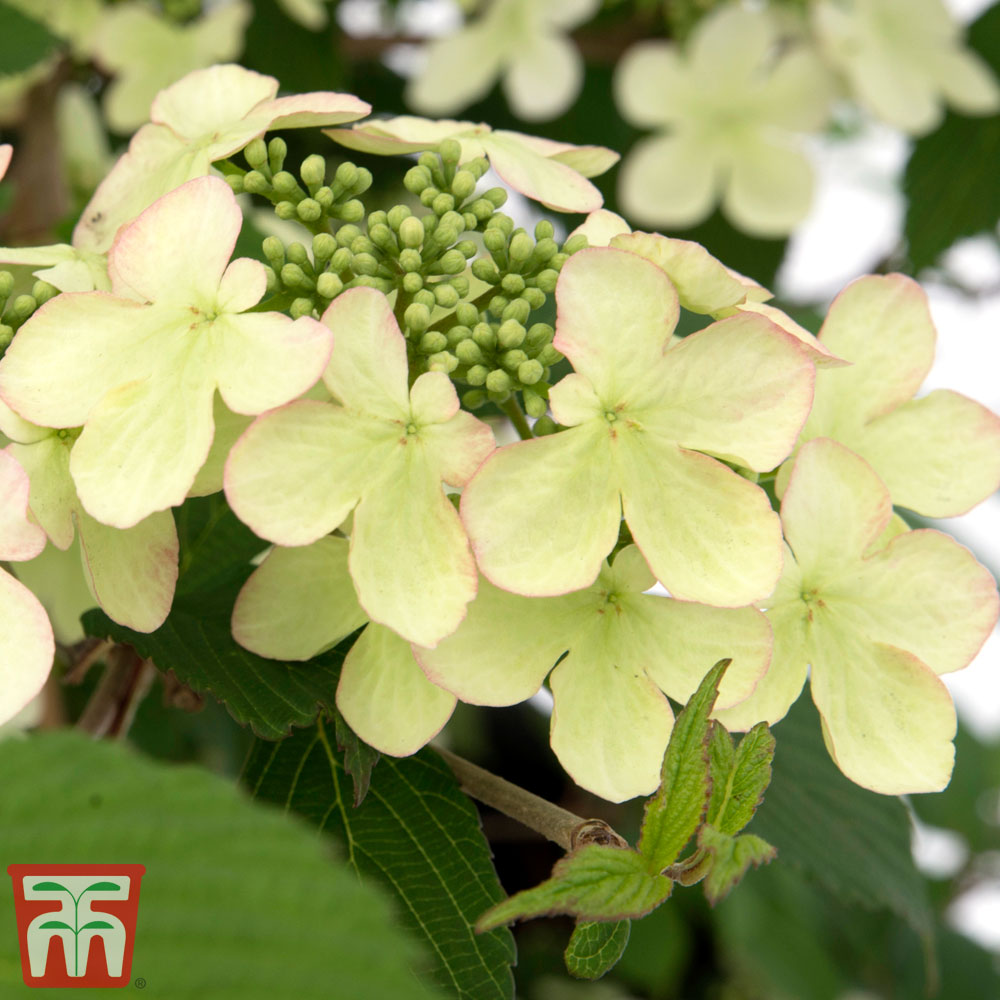 Viburnum plicatum f. tomentosum 'Kilimanjaro Sunrise' | Compare The Build