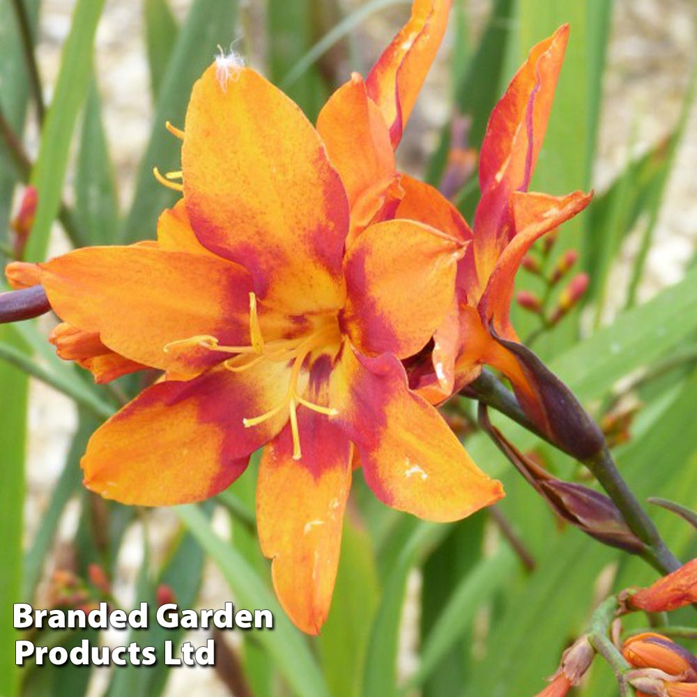 Crocosmia x crocosmiiflora 'Emily Mckenzie' Price Comparisons | Compare The Build