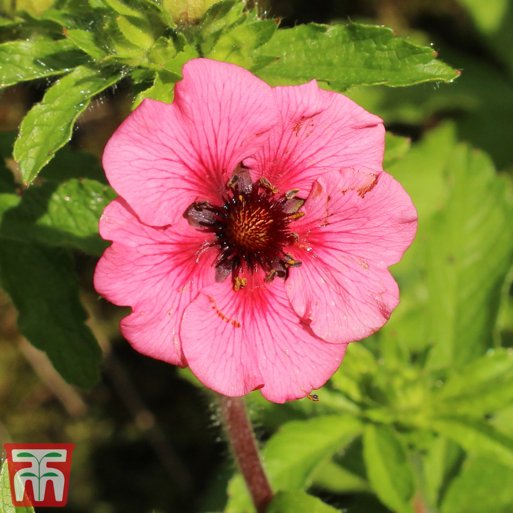 Potentilla nepalensis 'Miss Wilmott' Price Comparisons | Compare The Build