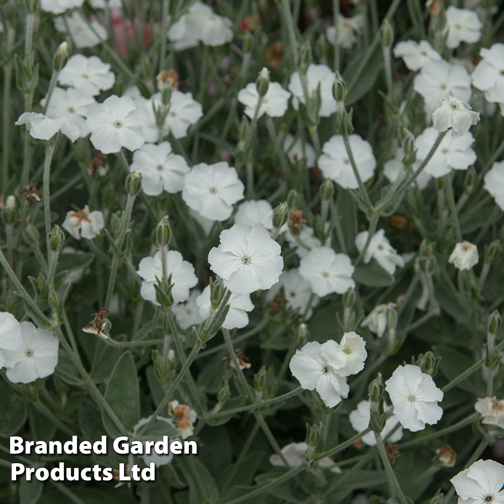 Lychnis coronaria 'Alba' Price Comparisons | Compare The Build