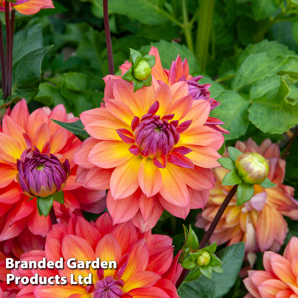 Dahlia 'Fire Pot' | Compare The Build