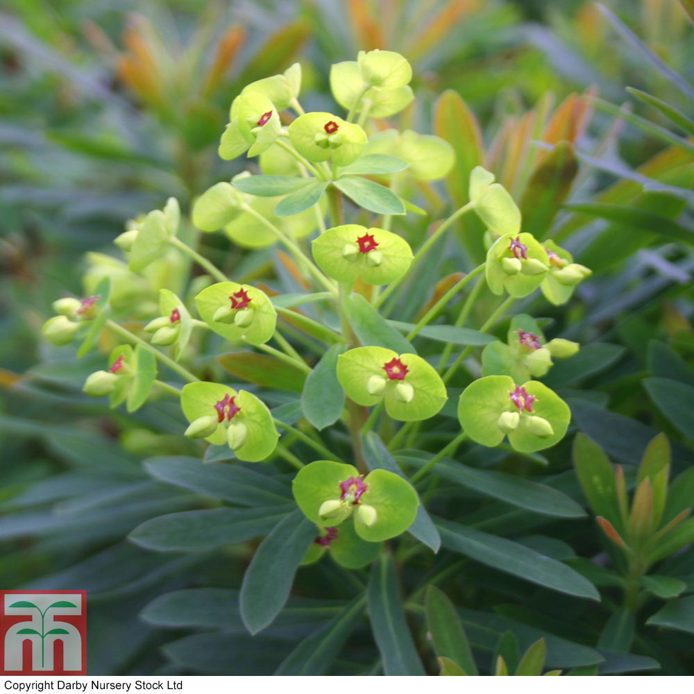 Euphorbia x martini 'Baby Charm' | Compare The Build