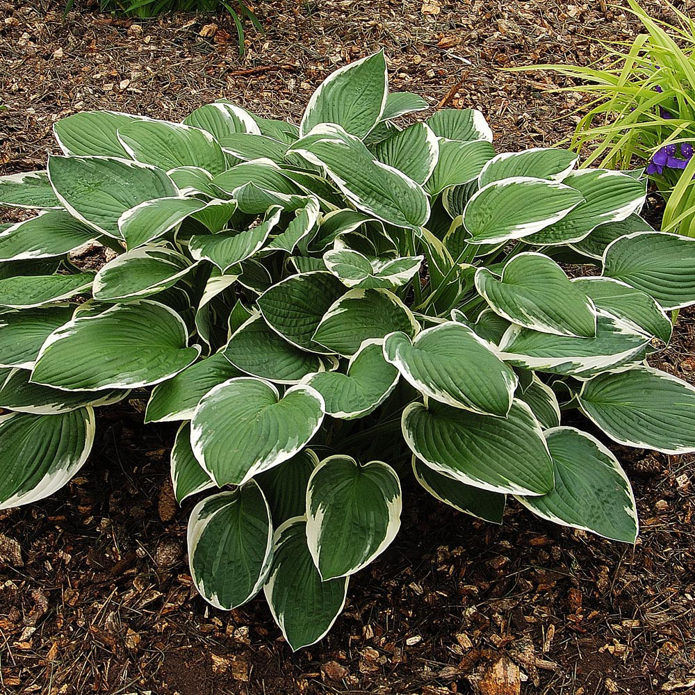 Hosta 'Francee' Price Comparisons | Compare The Build